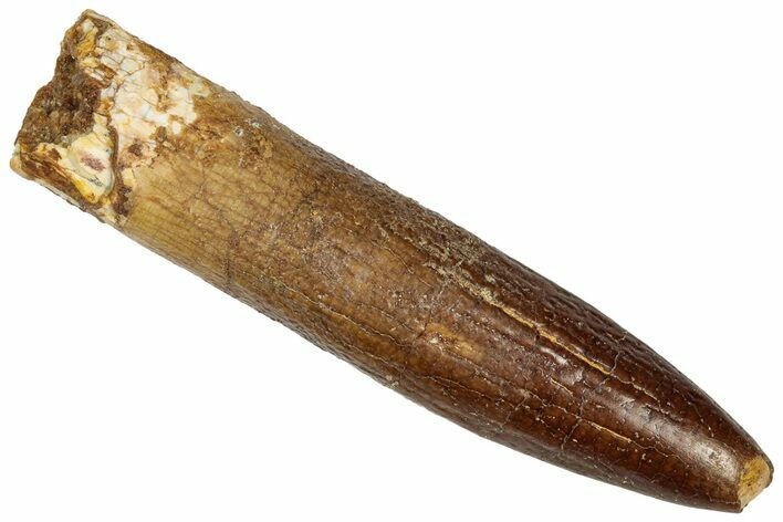 Fossil Sauropod Dinosaur (Titanosaur) Tooth - Morocco #332516